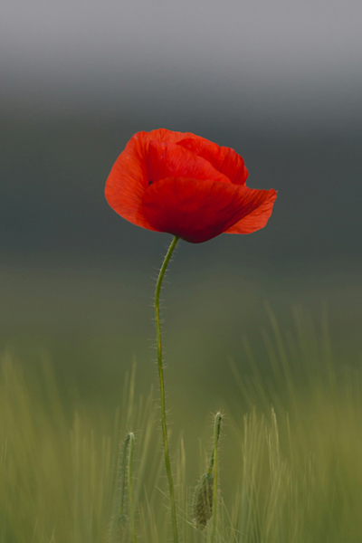 Invite the healing power of Poppy plant spirit medicine into your consciousness. Evolve your Soul ~ Journey with The Healing Mother Earth for clarity, perspective, and a deeper understanding of your life purpose. Join psychic medium Tanya for Divine Feminine guidance, plant spirit heaInvite the healing power of Poppy plant spirit medicine into your consciousness. Evolve your Soul ~ Journey with The Healing Mother Earth for clarity, perspective, and a deeper understanding of your life purpose. Join psychic medium Tanya for Divine Feminine guidance, plant spirit healing energy, and moon magic.ling energy, and moon magic.