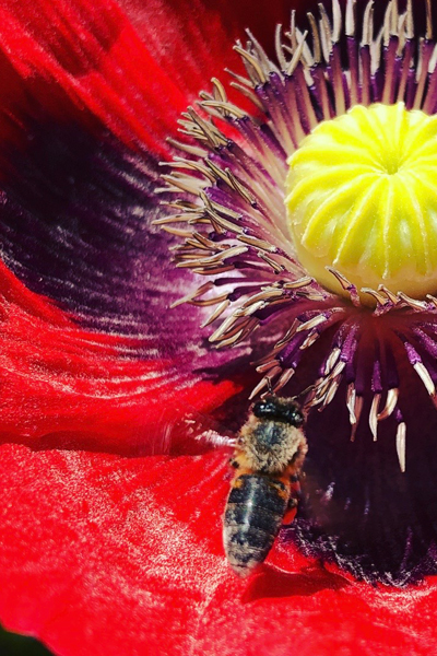 Invite the healing power of Poppy plant spirit medicine into your consciousness. Create space for a new, heart-centered way of being on Earth with Tanya Morgan, Soul Coach and Shamanic Healing Medium. The Healing Mother Earth offerings include Soul Coaching; heartSPACE Personal Transformation and Development; Inner Child Healing or Soul Retrieval; Mindfulness Meditation; Guided Inner Visualization Journeys or Shamanic Journeying including Healing with the Five Elements, Power Animal Retrieval, Connect to the Light of your Soul; Sacred Soul Space Community Group Sessions; and Co-creating with the Divine Mother or Sacred Feminine.