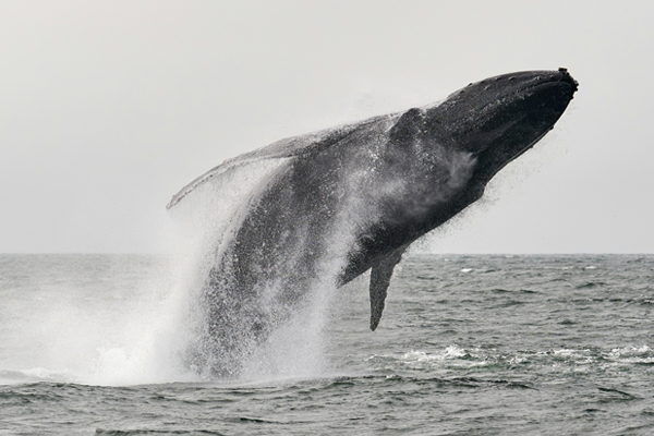 A Whale of a&nbsp;Time