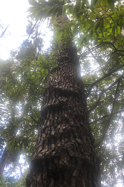 Evolve your Soul ~ Journey with The Healing Mother Earth for clarity, perspective, and a deeper understanding of your life purpose. Join psychic healing medium Tanya for Divine Feminine guidance, plant spirit medicine, soul journeys and moon magic. This photo was taken in Newlands Forest in Cape Town.