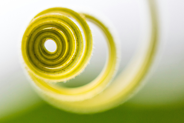 Create space for a heart-centered way of being to unfold with Tanya Morgan, Soul Coach and Shamanic Healing Medium. The Healing Mother Earth offerings include Soul Coaching, Soul Awakening, heartSPACE, Soul Space Mentoring, Journey with the Five Elements, Discover your Power Animal, Guided Meditation and Visualization Journeys, Mindfulness Meditation Group Practise and Co-creating with the Divine Sacred Feminine. This plant spiral close-up is by Jason Leung on Unsplash.